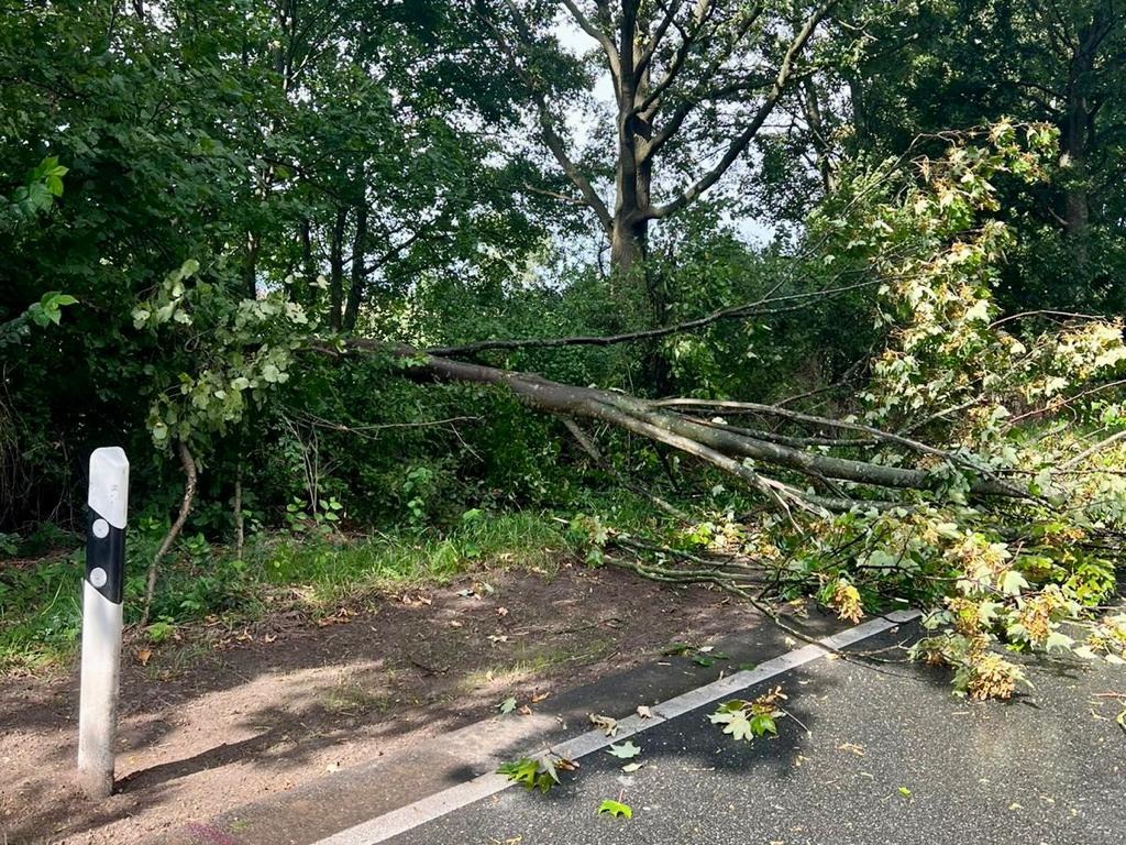 FW Alpen: Baum auf Fahrbahn gestürzt