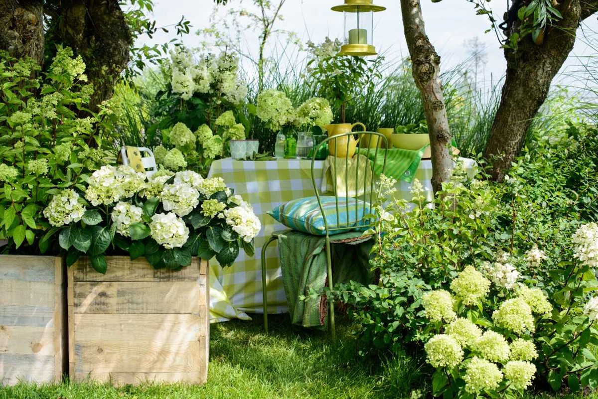 Beschwingter Start in die Gartensaison mit der Hortensie / Es grünt so grün - die üppige Gartenhortensie im Frühling (FOTO)