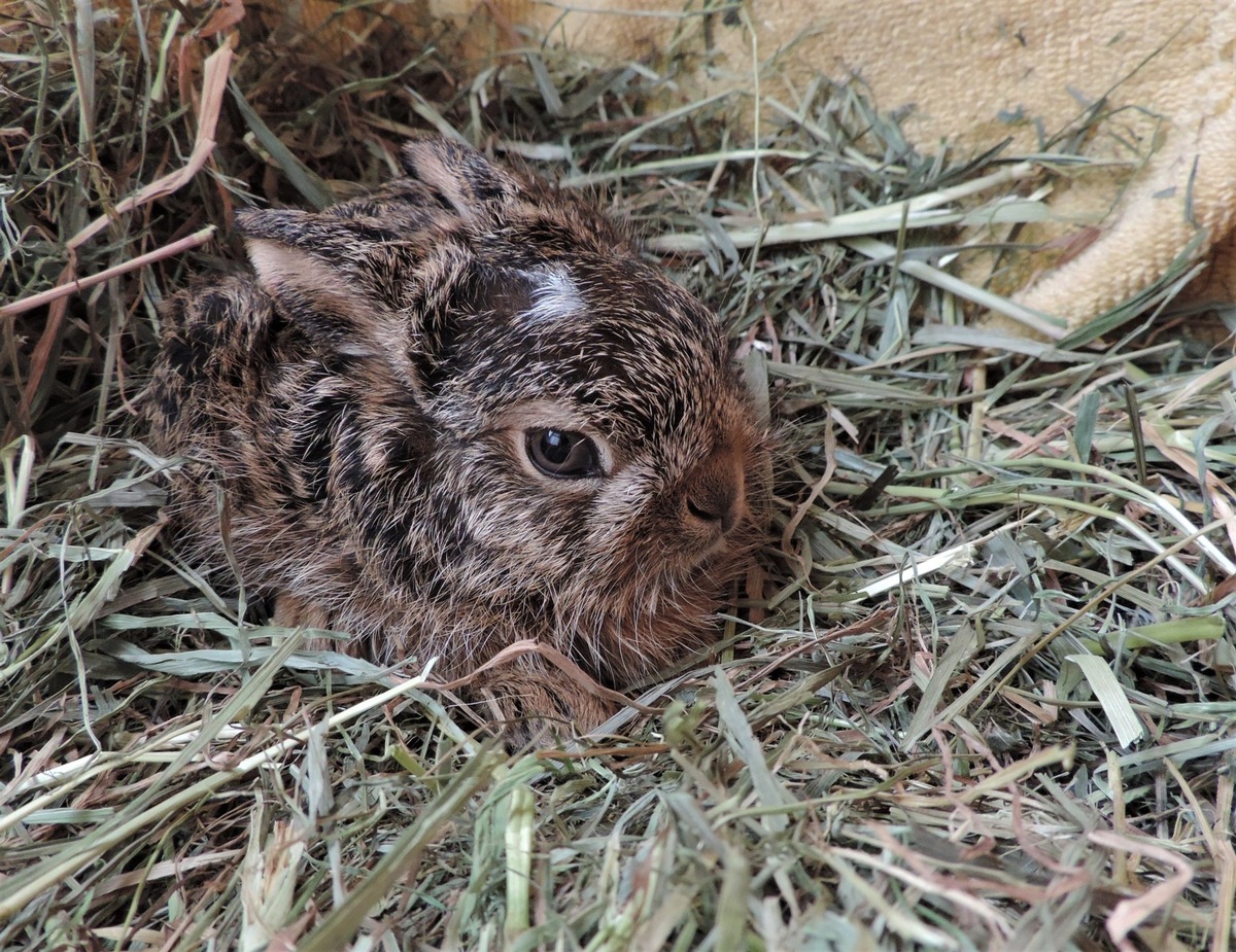 Brut- und Setzzeit hat begonnen: VIER PFOTEN bittet um Rücksicht für Wildtiere