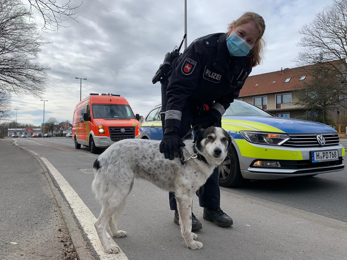 POL-H: Polizei befreit hilflosen Hund auf Brücke