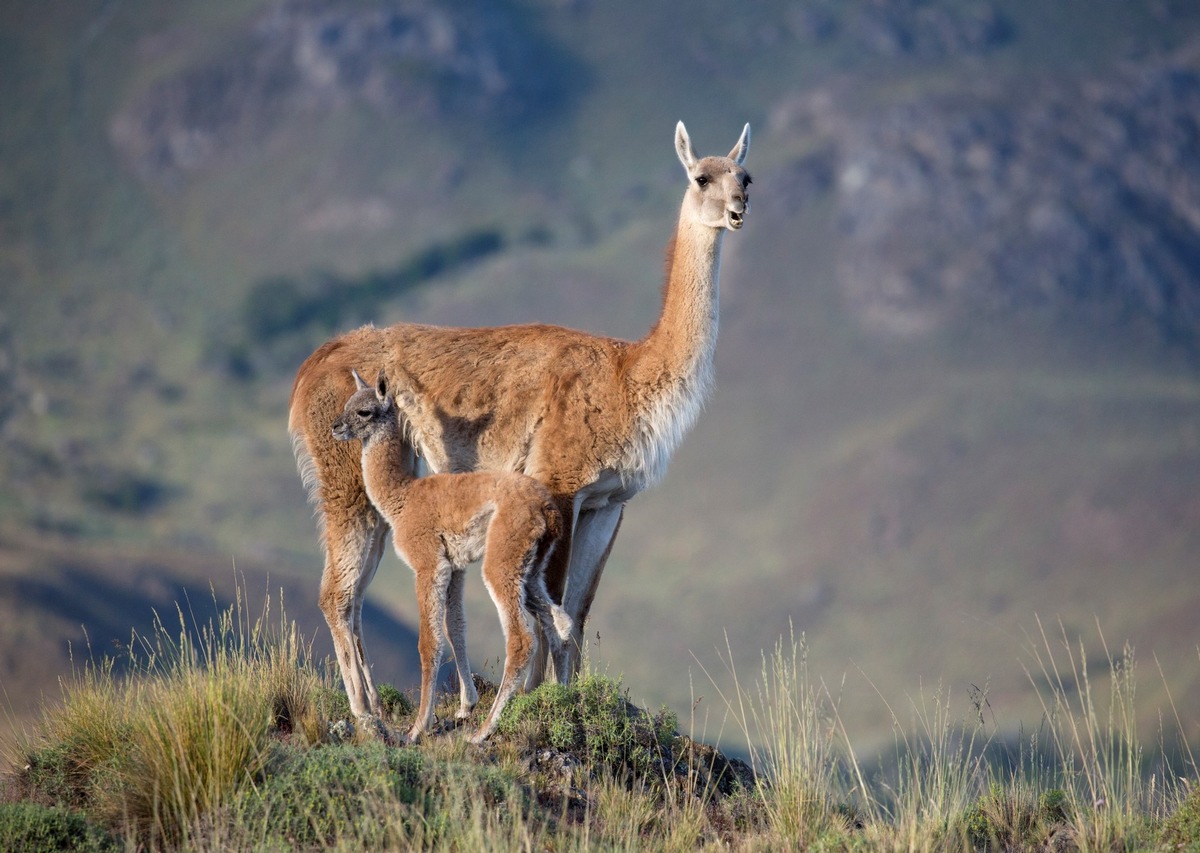 Erfolgreiches Guanako-Wiederansiedlungsprogramm - Patagonia Park Argentina feiert Meilenstein zum Internationalen Tag der biologischen Vielfalt