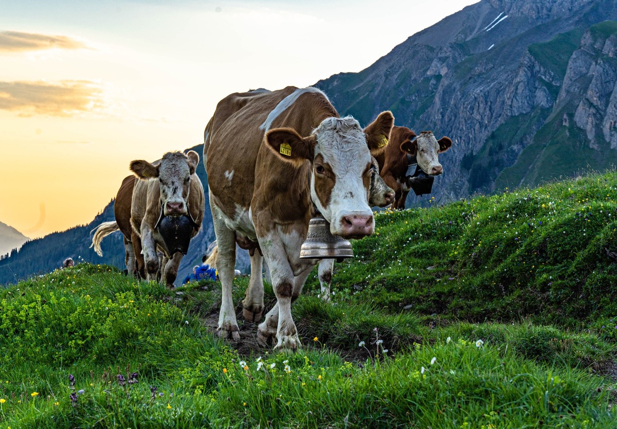 Spektakulärer Alpaufzug: Über 500 Kühe erklimmen die Engstligenalp