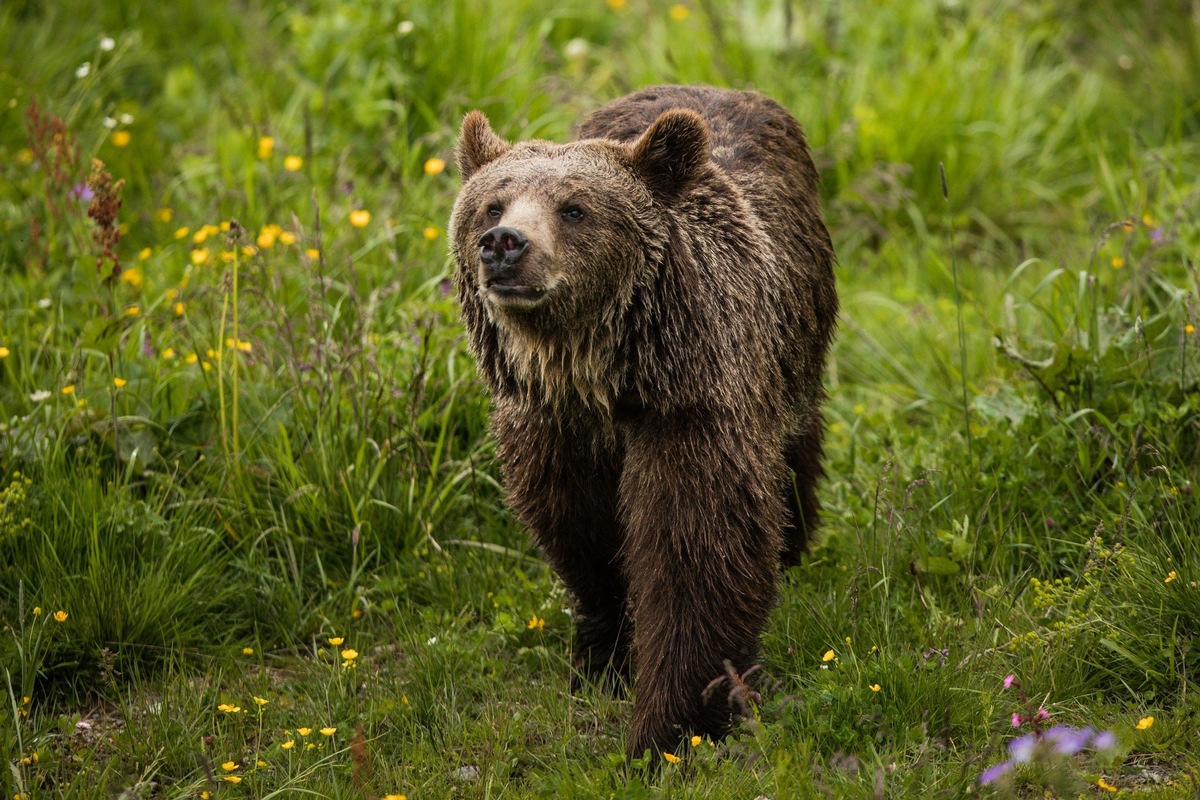 Les trois ours d&#039;Arosa sont enfin réunis