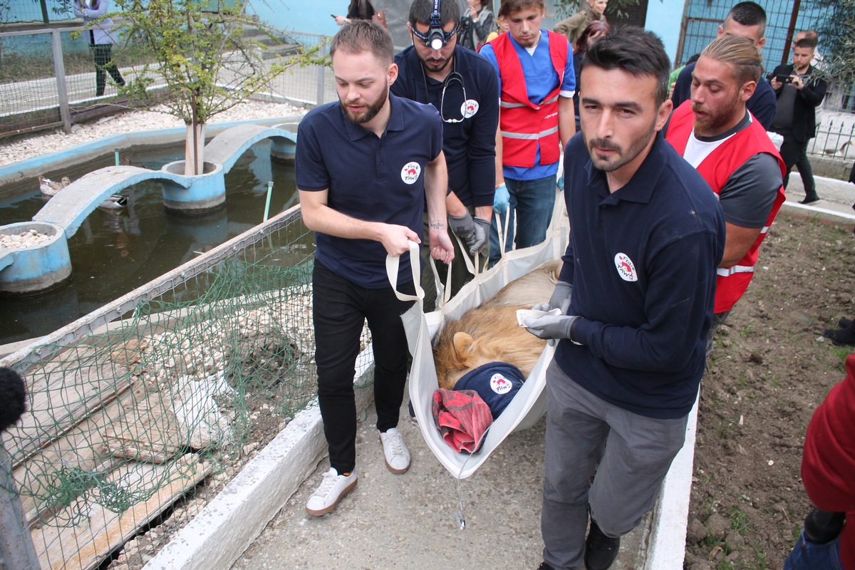 VIER PFOTEN evakuiert Wildtiere aus «Europas schlimmsten Zoo» / Drei Löwen und eine dreibeinige Bärin unter den geretteten Tieren