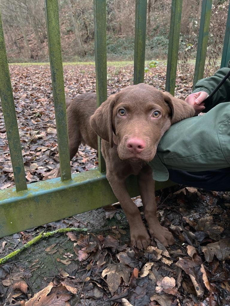 FW-EN: Feuerwehr befreit Hundewelpen aus einem Metalltor