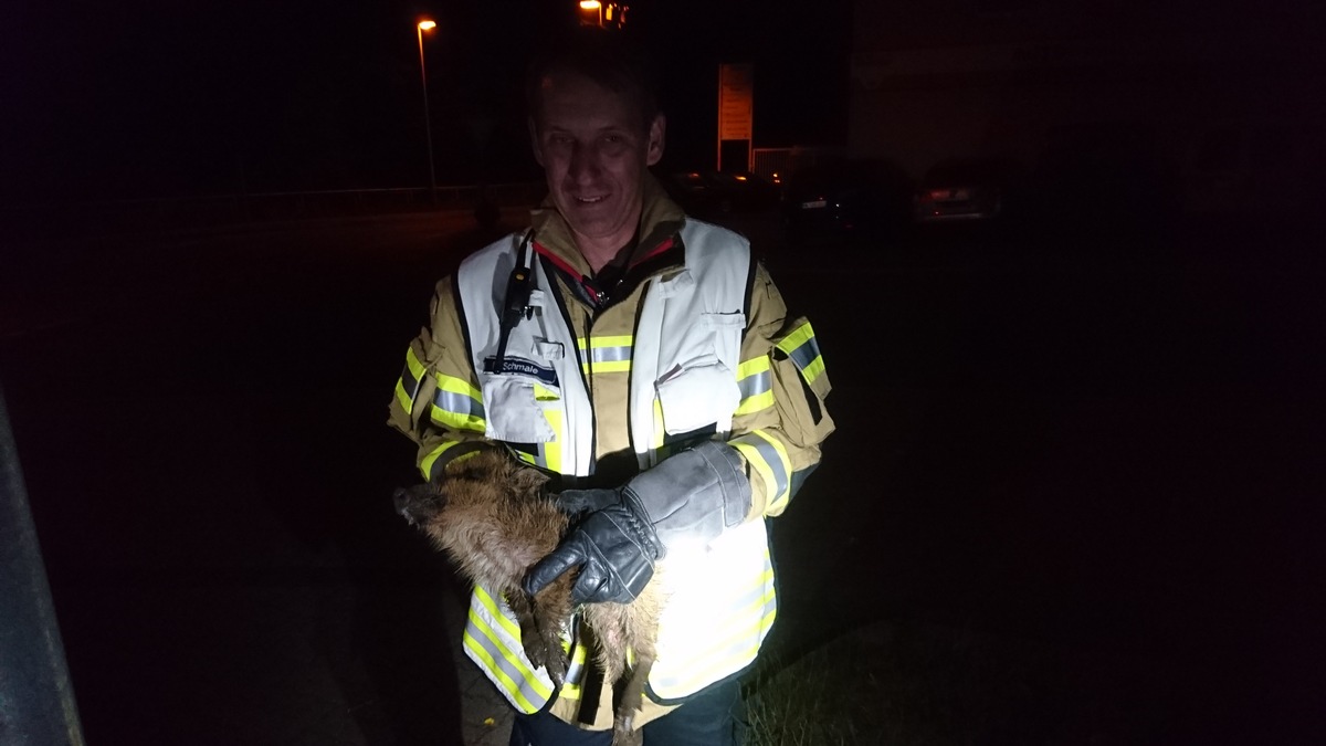 FW Menden: Tierrettung: Wildschweine in der Hönne