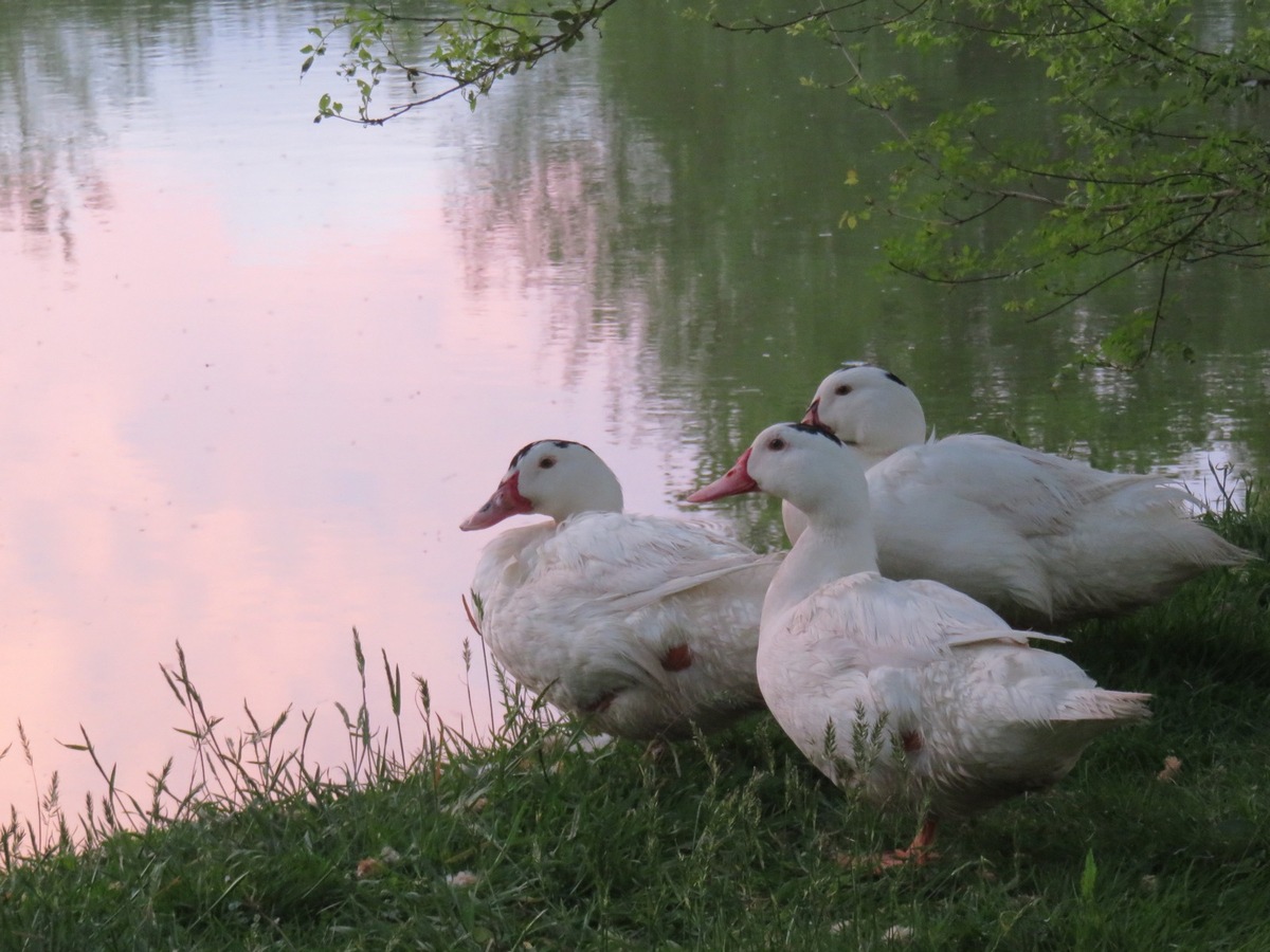 Foie gras: des alternatives respectueuses des animaux - QUATRE PATTES en  Suisse - organisation de protection des animaux