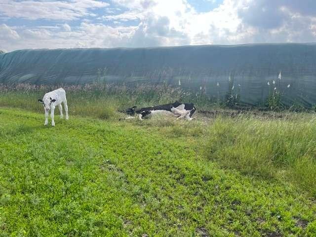 POL-NI: Stöckse - Straftat nach dem Tierschutzgesetz