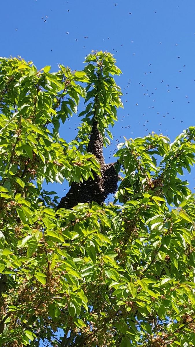 POL-NI: Bienenvolk lässt sich in Wohnsiedlung nieder