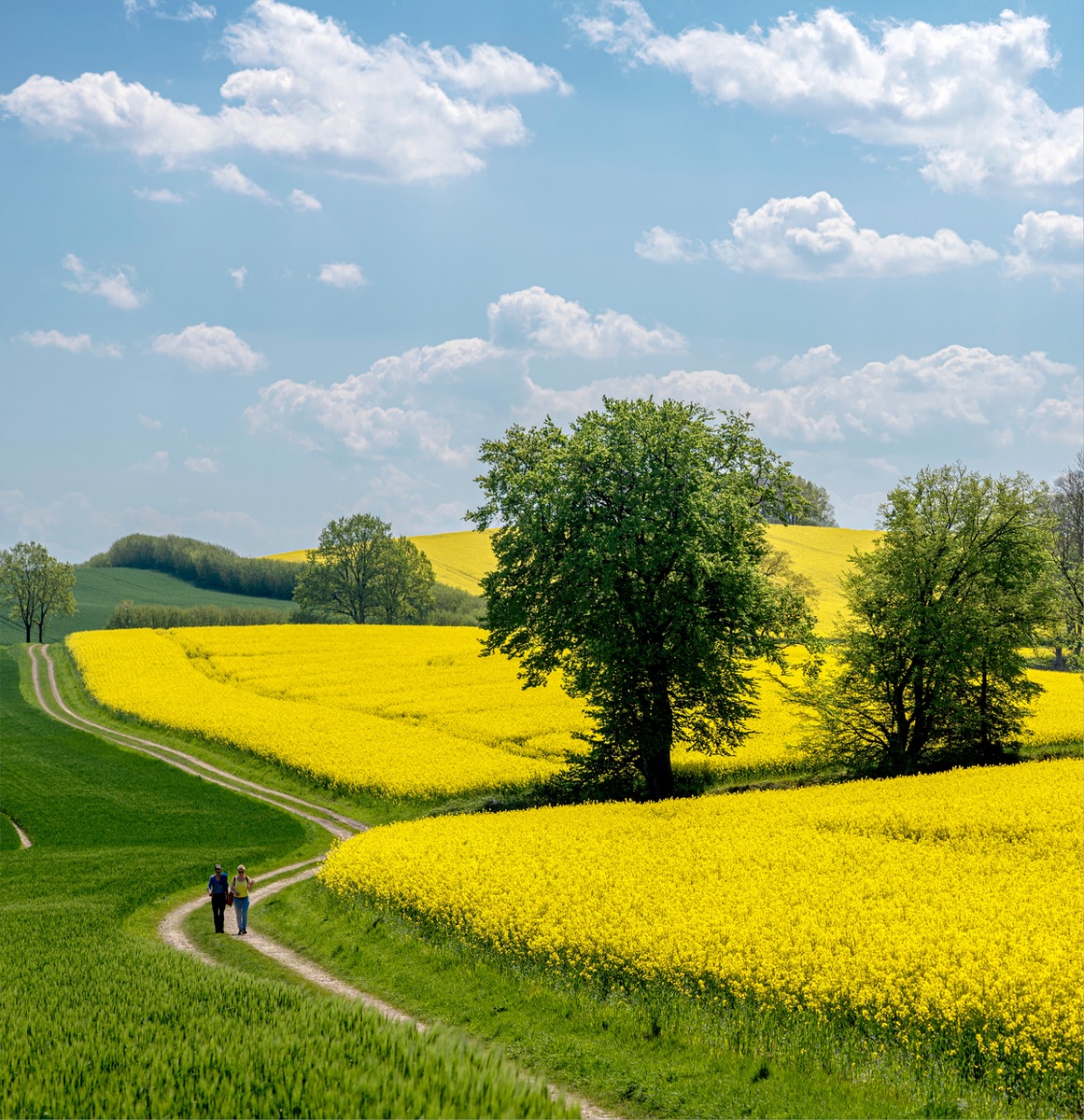 Rapsblüte 2024 / Start der Rapsblüte 2024