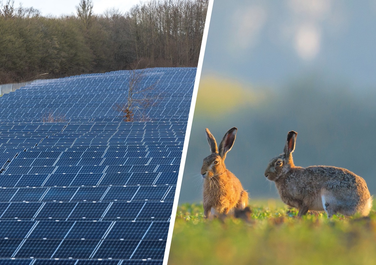 Photovoltaik: Landesjagdverband setzt Maßstäbe für Solarparks