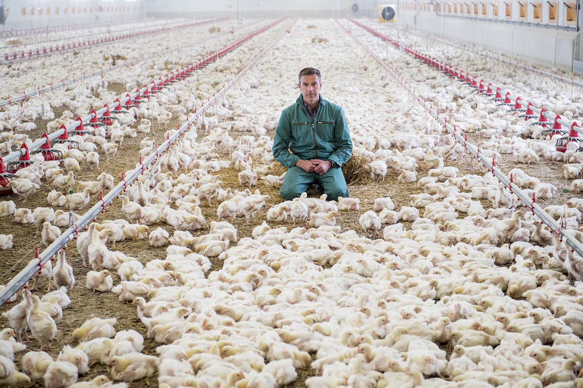 Der Deutschen liebstes Fleisch /  Moderator Dirk Steffens erzählt sein &quot;Projekt Hühnerhof&quot; für ZDFzeit (FOTO)