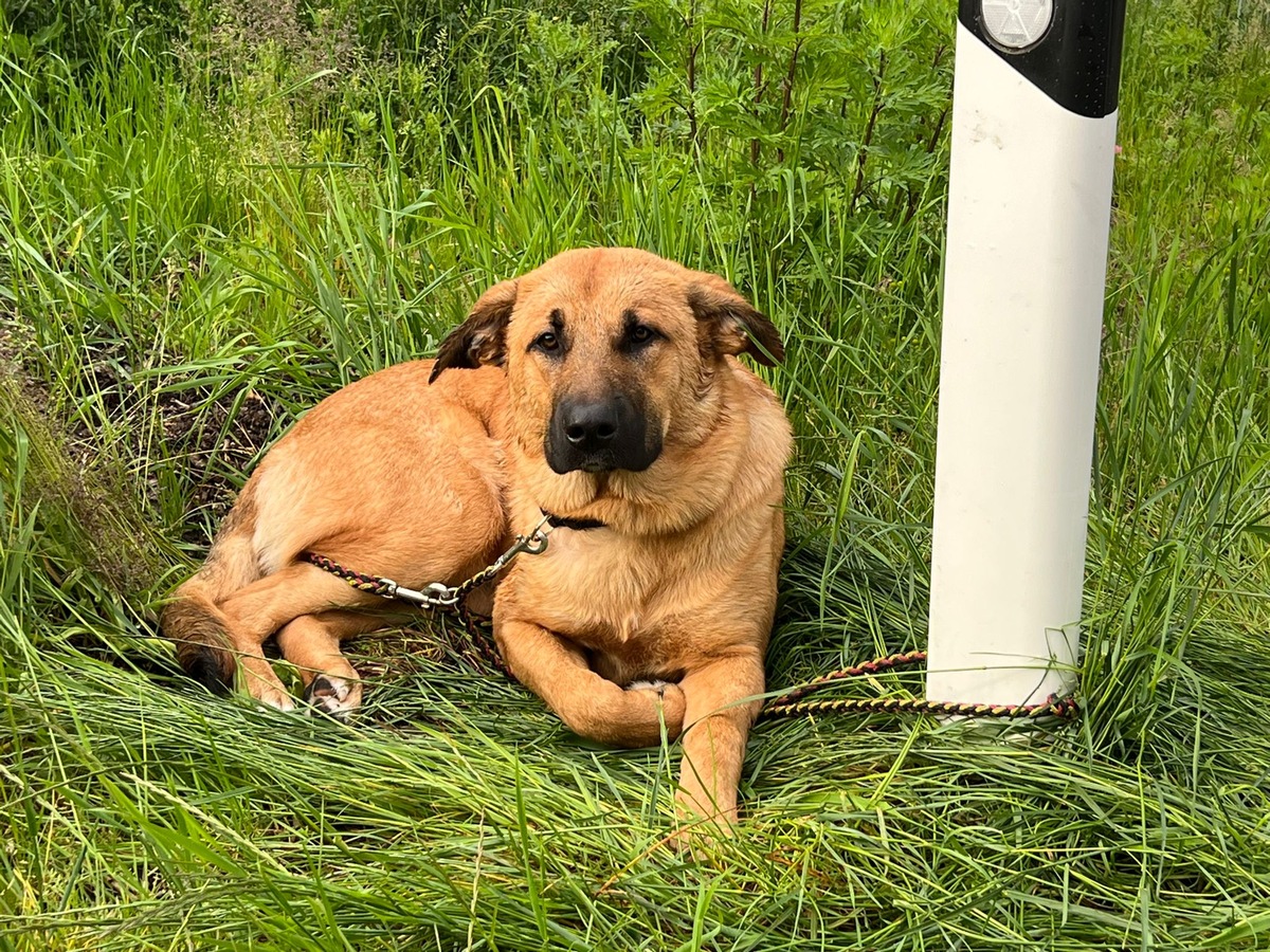 POL-RZ: Hund ausgesetzt - Zeugen gesucht