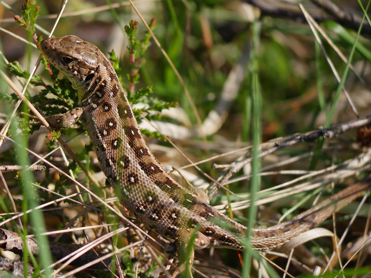 DBU Naturerbe: Stiftungstochter schützt Reptil des Jahres 2020 auf DBU-Naturerbefläche Lauterberg