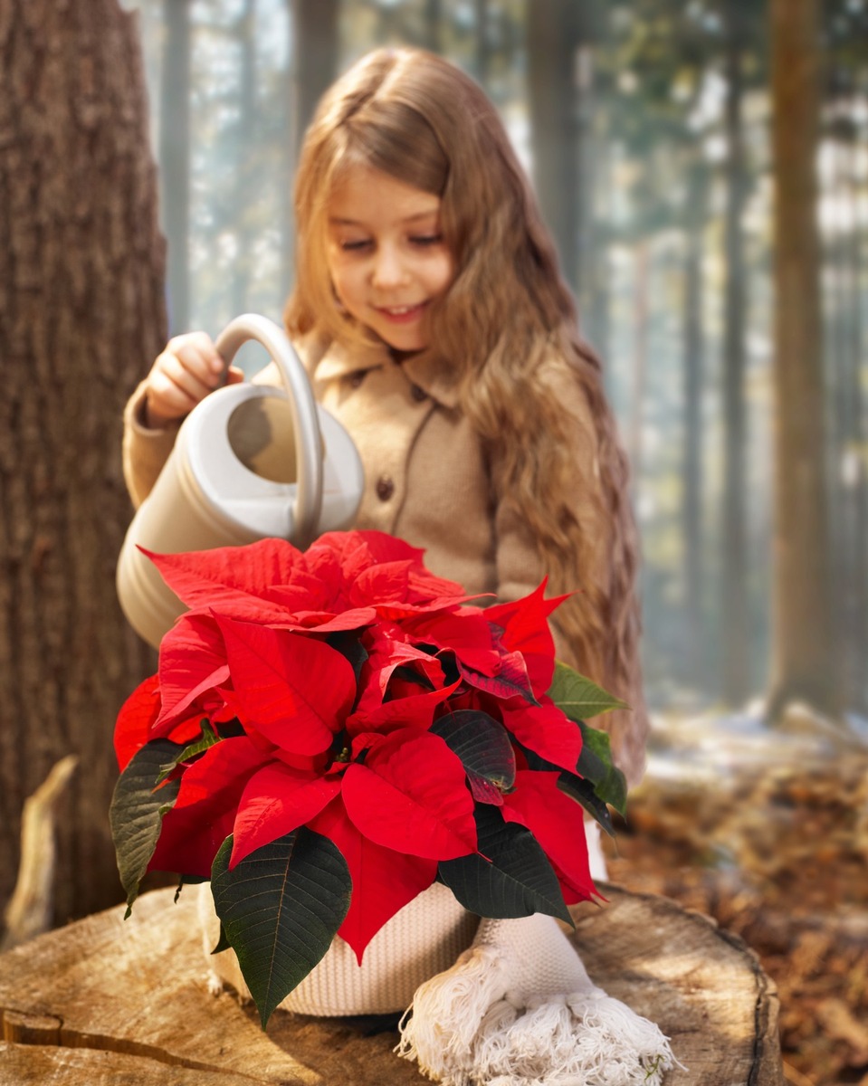 Extreme Nässe und Trockenheit vermeiden: Kleine Gießanleitung für Weihnachtssterne