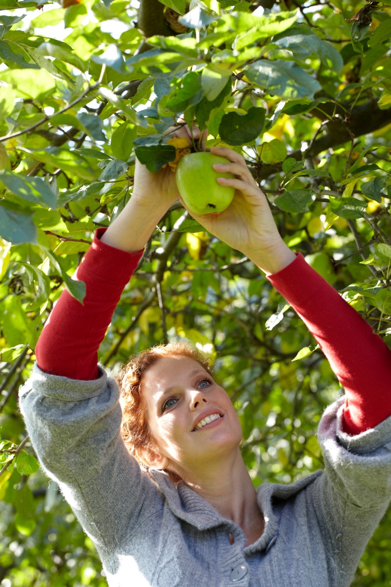 Rittersporn, Hibiskus &amp; Co. bringen Urlaubstimmung in den Garten / Süßer Sommer: Blühende Gartenpflanzen &amp; Obstbäume (FOTO)