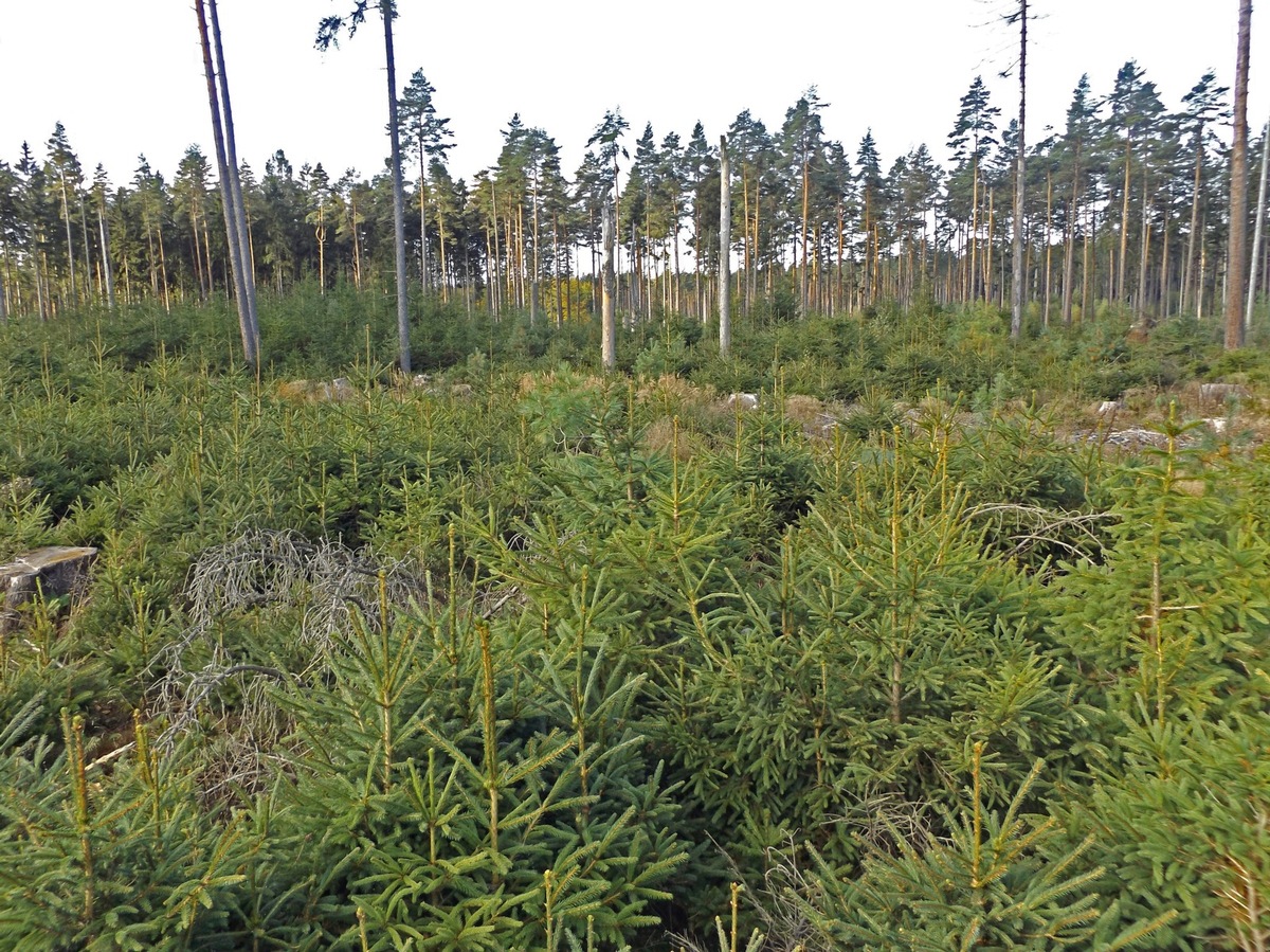 DBU: Projekttag `Wir helfen dem Wald´