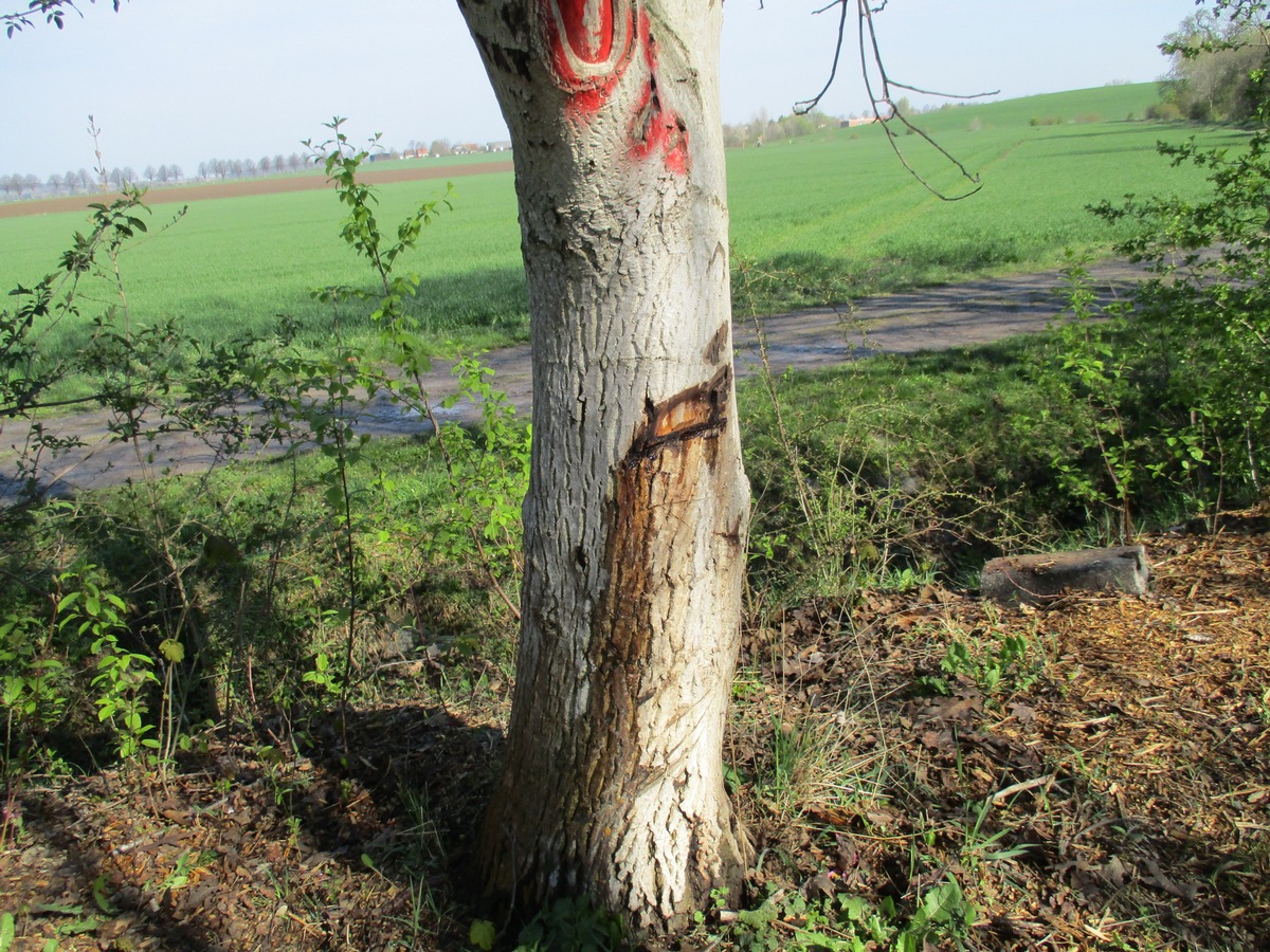 POL-GS: Liebenburg. Pressebericht v. 15.04.2019