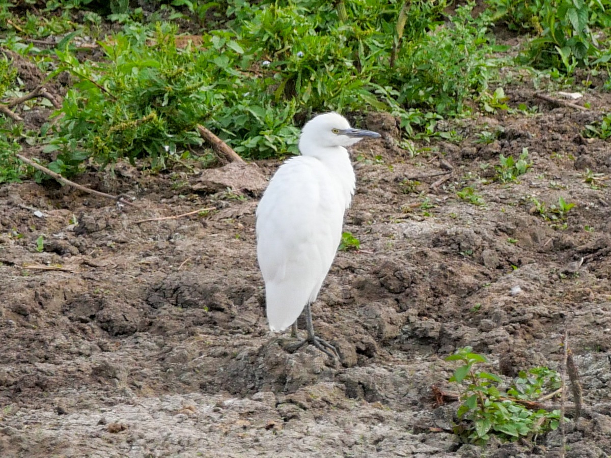 Zum ersten Mal in Deutschland: Kuhreiher brütet am Altmühlsee / LBV-Aktive findet Jungvögel der seltenen Reiherart - Altmühlsee bietet ideale Bedingungen für diese Vögel