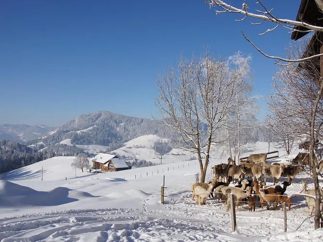 Erleben Sie die Winterzeit auf dem Bauernhof