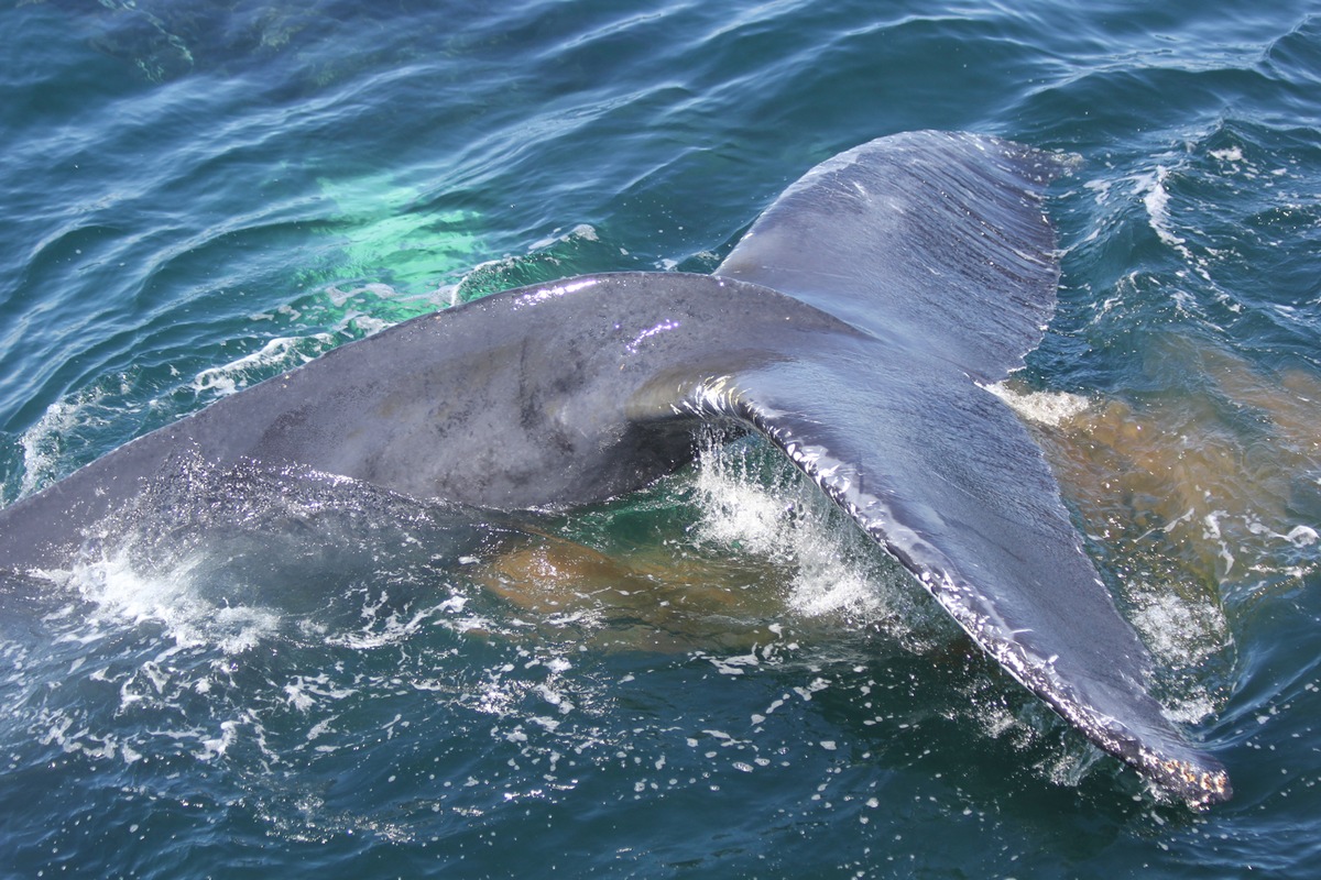 Can whale poo help save the planet?