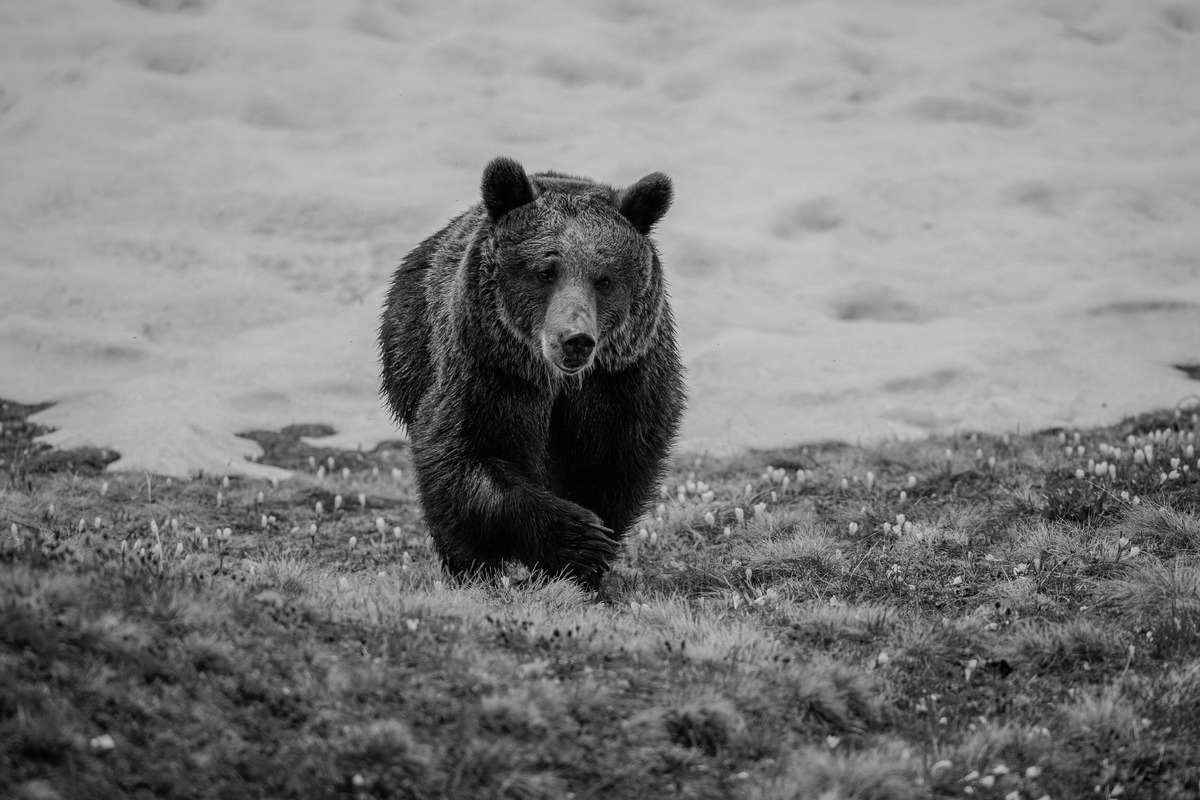 Arosa Bärenland trauert um Bärin Jambolina