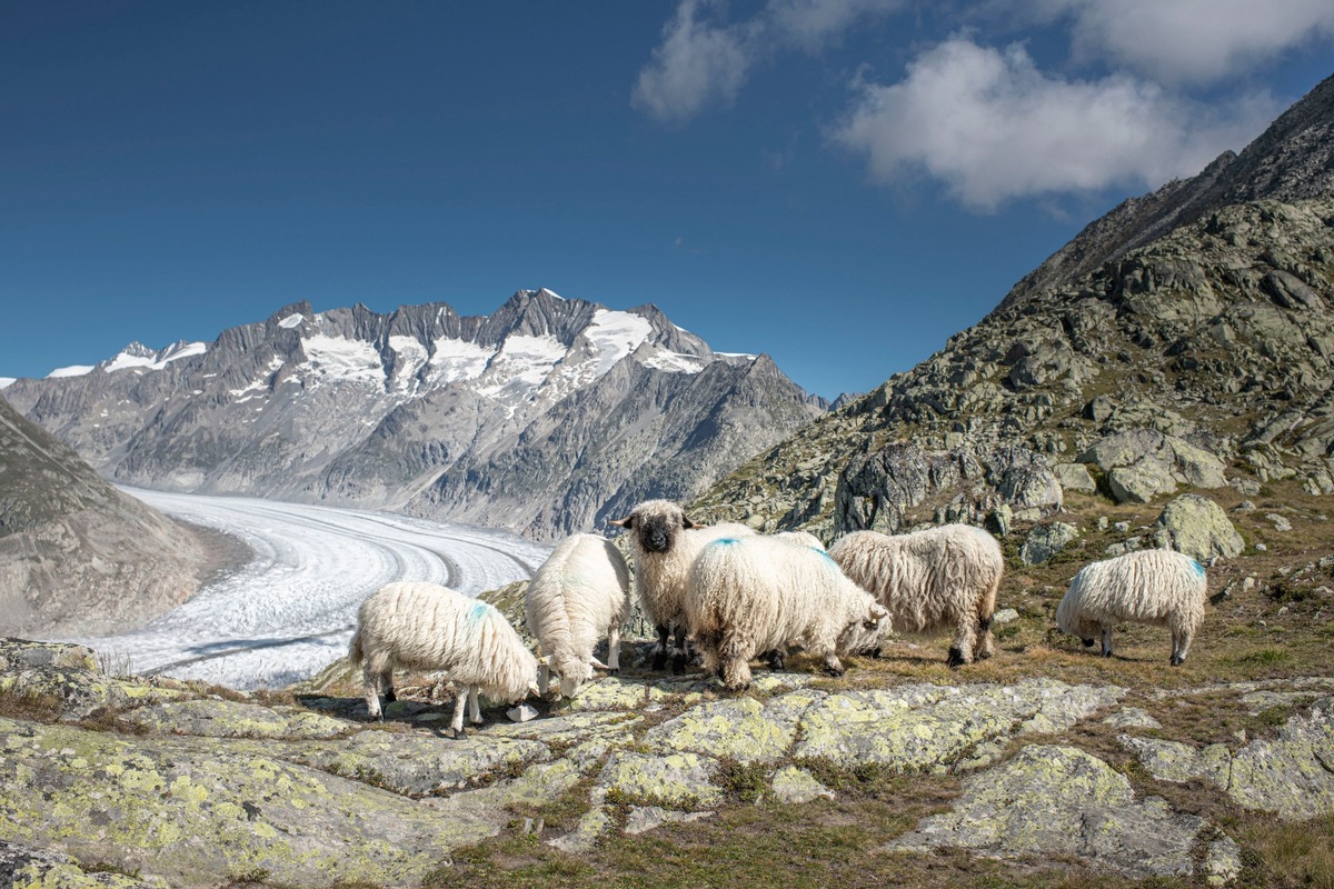 Alpabzug der schönsten Schafrasse der Welt