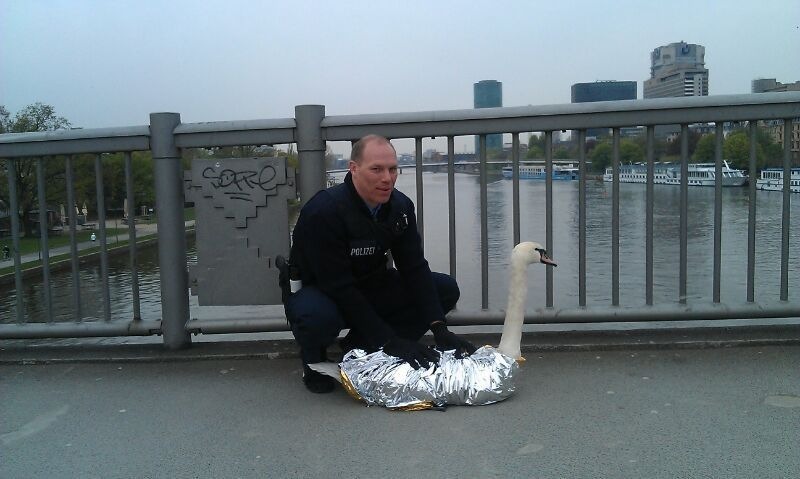 POL-F: 130430 - 398 Frankfurt-Sachsenhausen: Schwanenrettung auf der Untermainbrücke