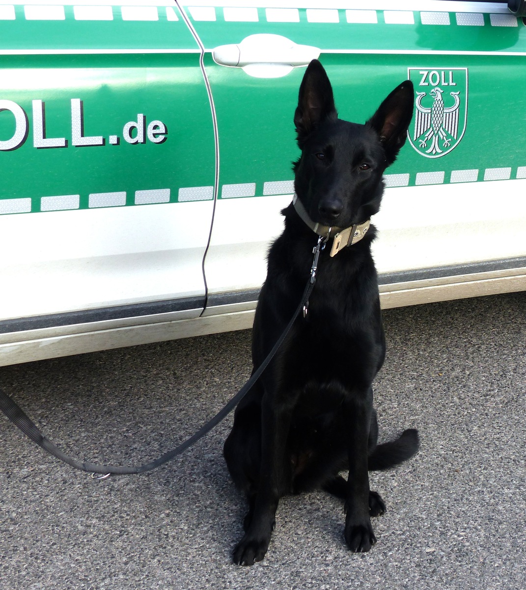 HZA-SW: Gutes Näschen/ Zollhund erschnüffelt Rauschgift bei Fahrzeugkontrolle