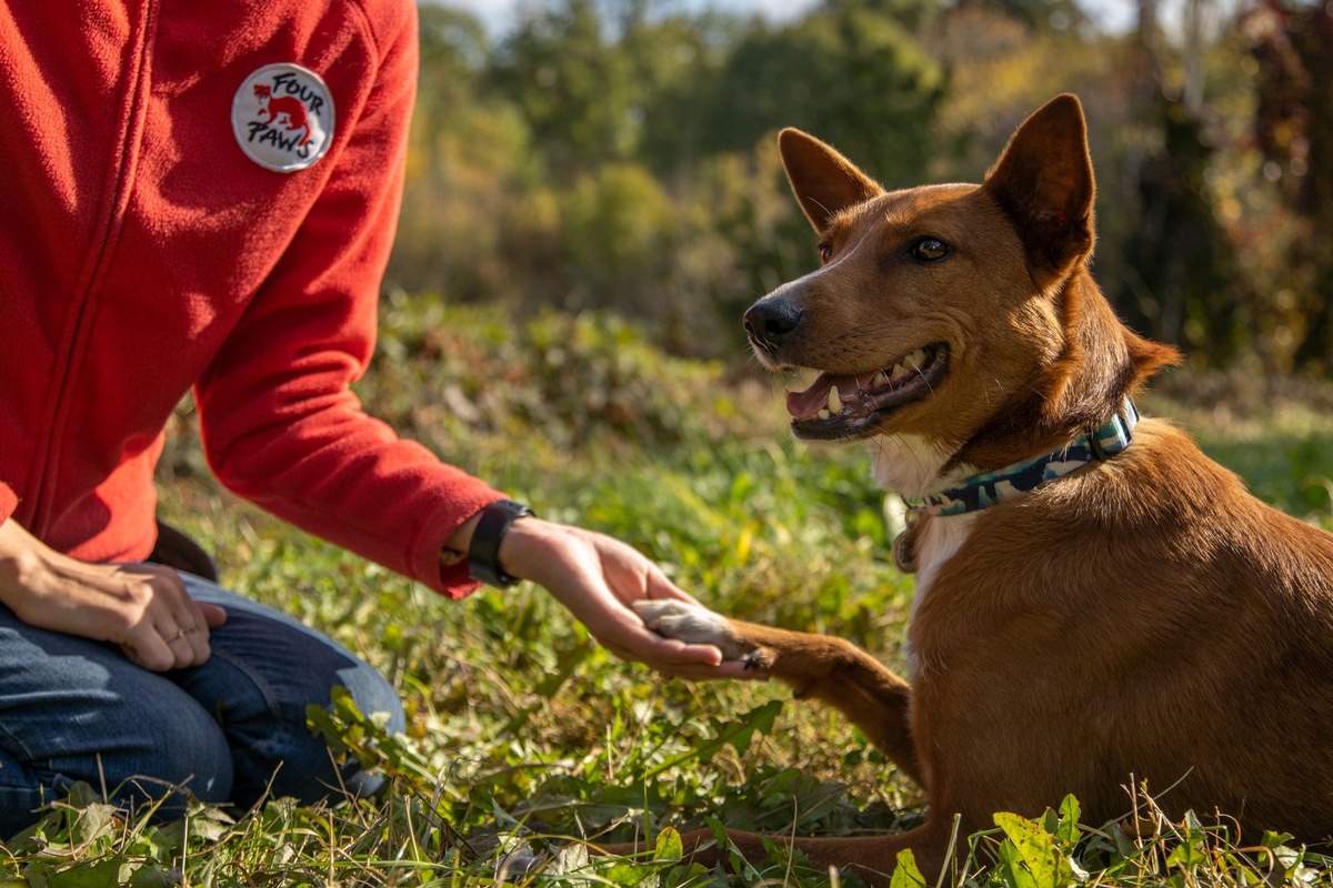 VIER PFOTEN: Tierschutzarbeit in der Ukraine läuft im Sicherheitsmodus