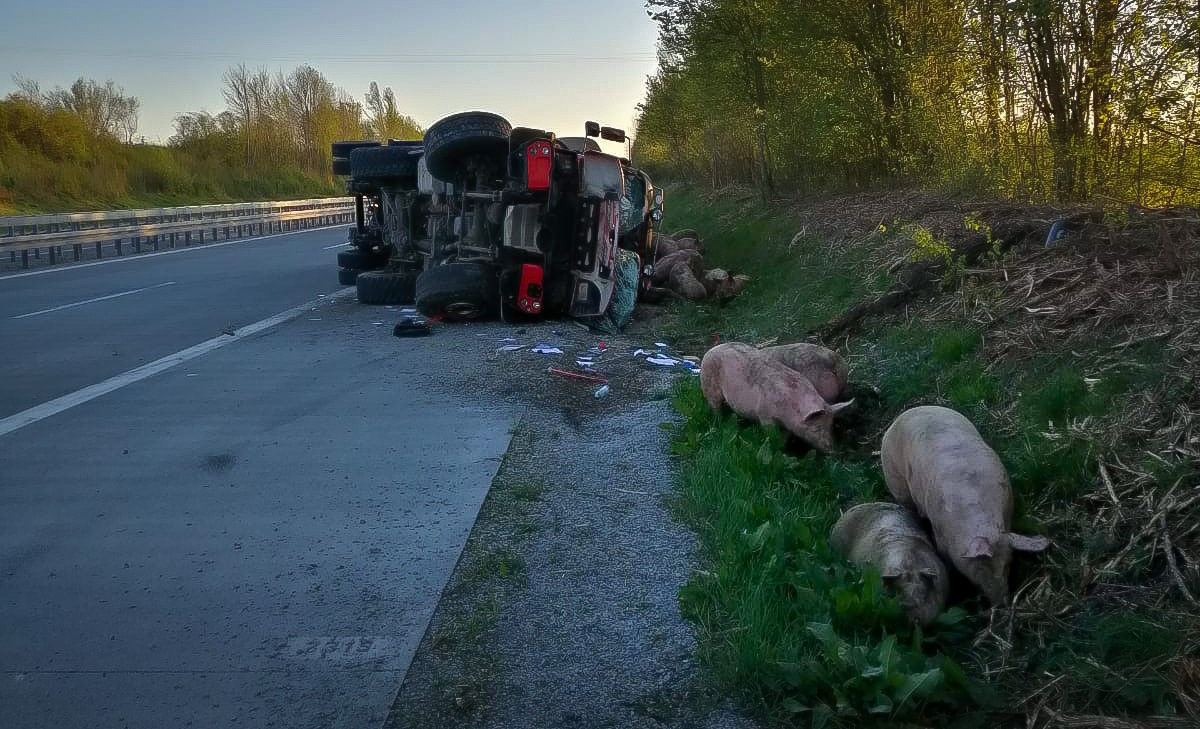 POL-AA: Landkreis Schwäbisch Hall: Schweinetransporter verunglückt auf Autobahn, Unfälle, Diebstahl, etc.