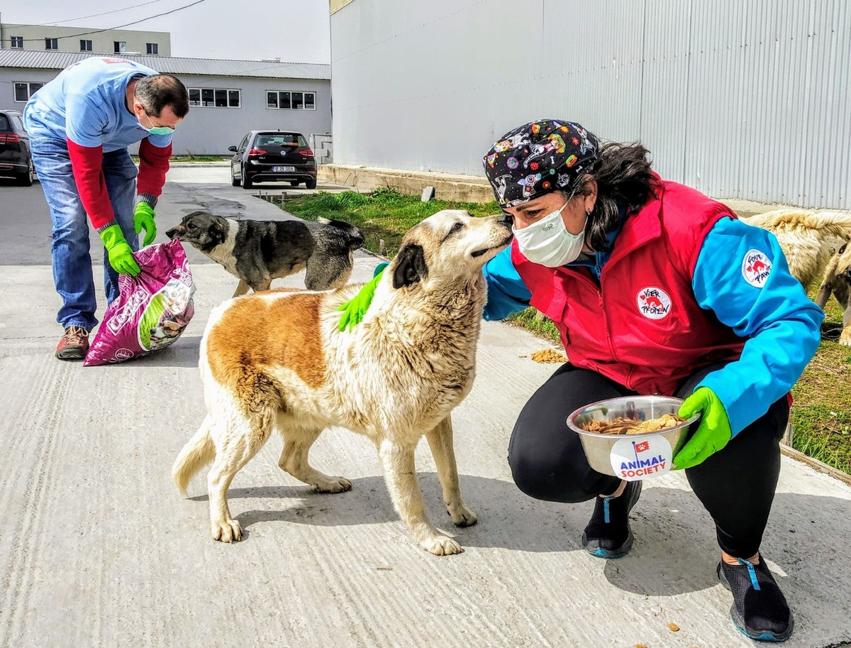 La pandémie COVID-19 : dans plusieurs pays européens des milliers de chiens errants risquent de mourir de faim