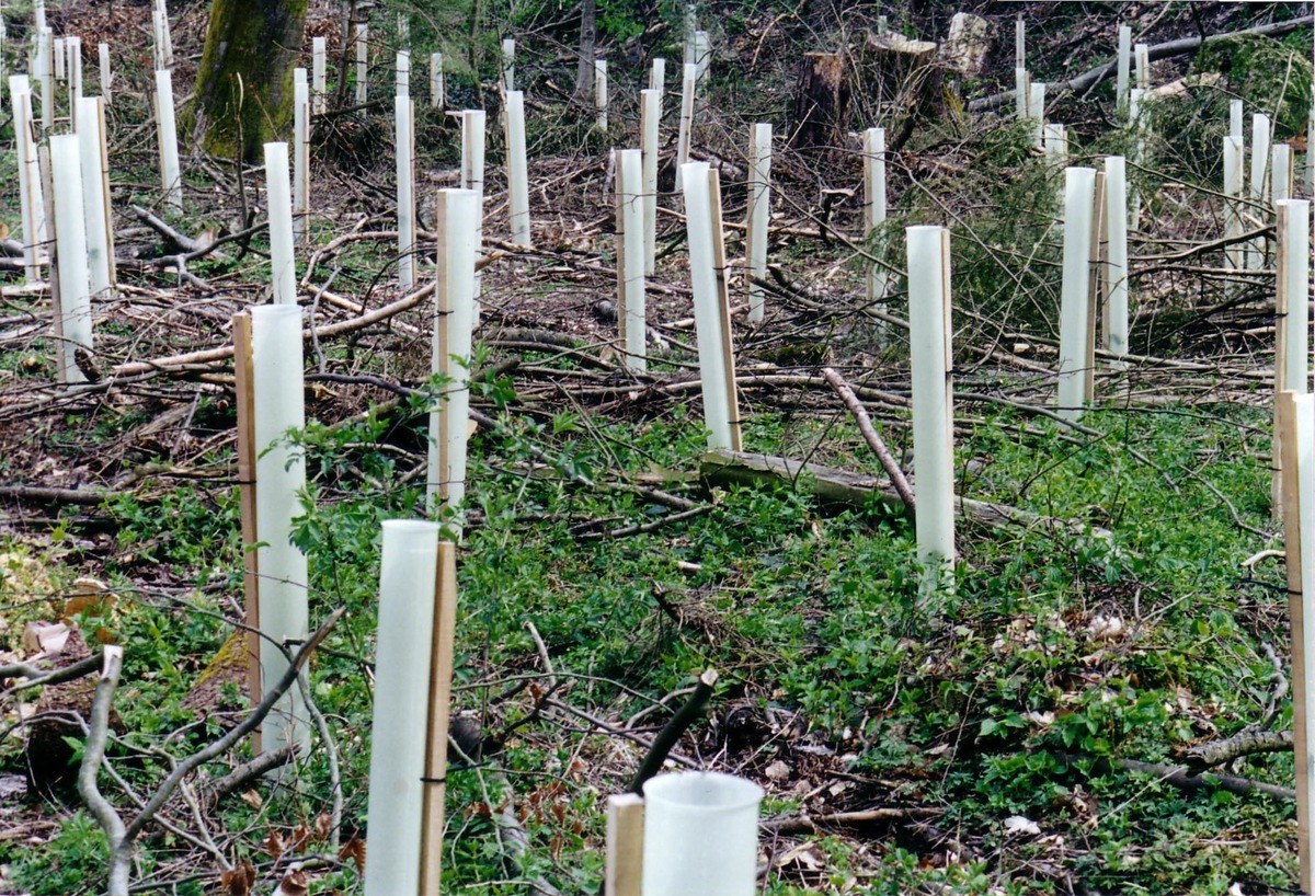 ASF: La forêt suisse amputée