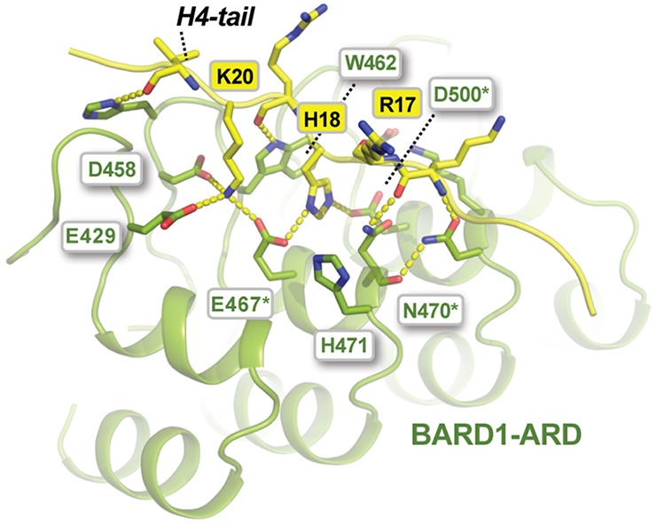 Going fishing in the protein pond using histones as a bait - how do cells decide how to repair their DNA?