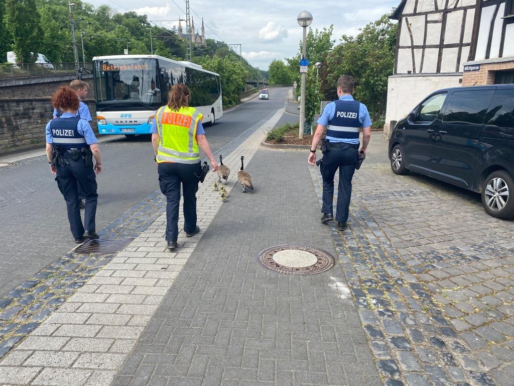 POL-PDMY: Verkehrsbehinderung durch Gänsefamilie