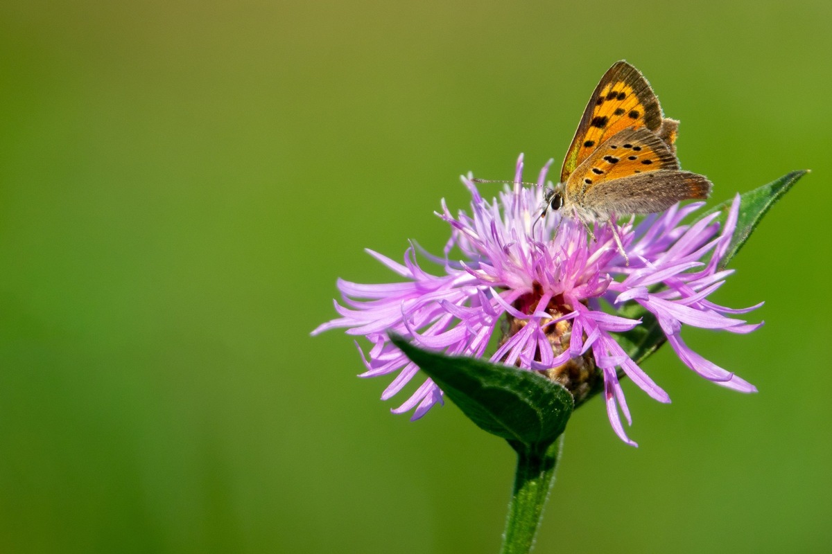 Energieplattform AG Medienmitteilung: Naturstromfonds Ostschweiz – ein regionaler Fonds fördert die Biodiversität