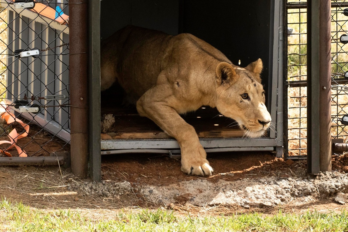 Le sauvetage au sein d’une zone de conflit au Soudan: des lions trouvent un nouveau foyer en Afrique du Sud