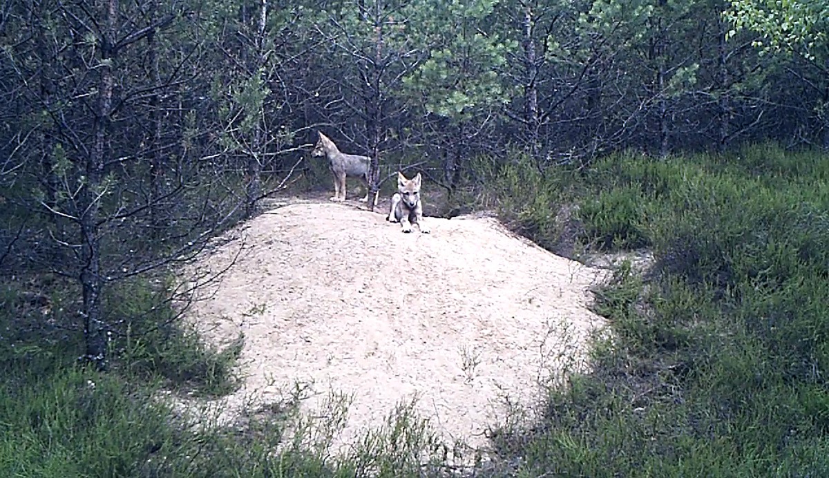 Schutzmaßnahmen wirken: Wolfszahlen in Westpolen entwickeln sich weiter positiv