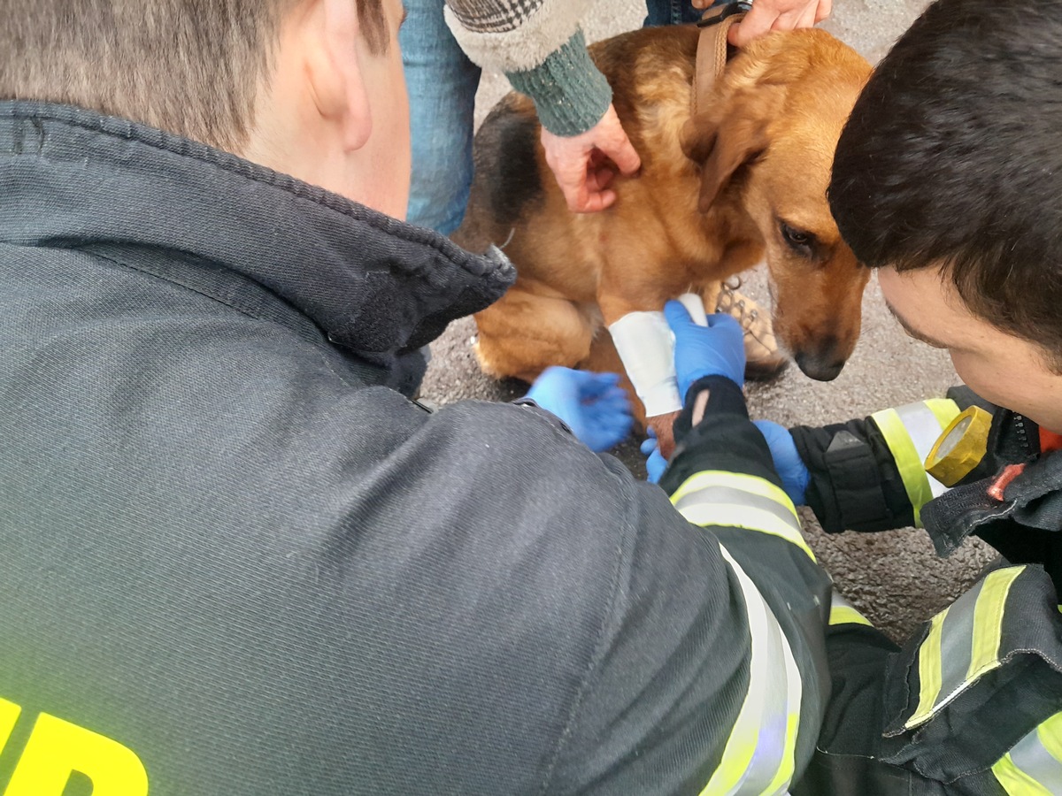 FW Dinslaken: Feuerwehr versorgt verletzten Hund