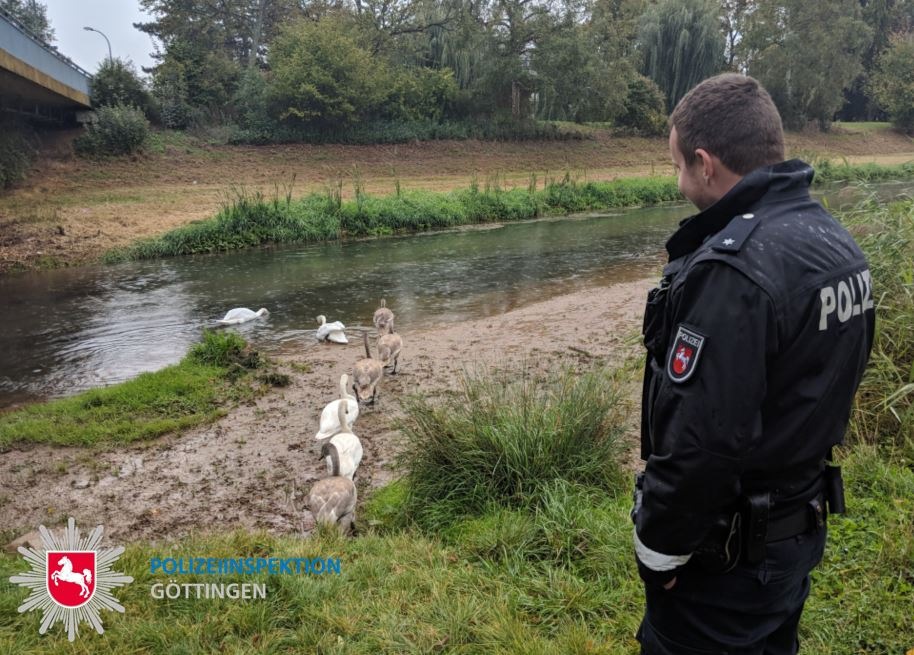 POL-GÖ: (512/2018) Mein lieber Schwan!  - Polizei eskortiert Großfamilie sicher bis zur Leine