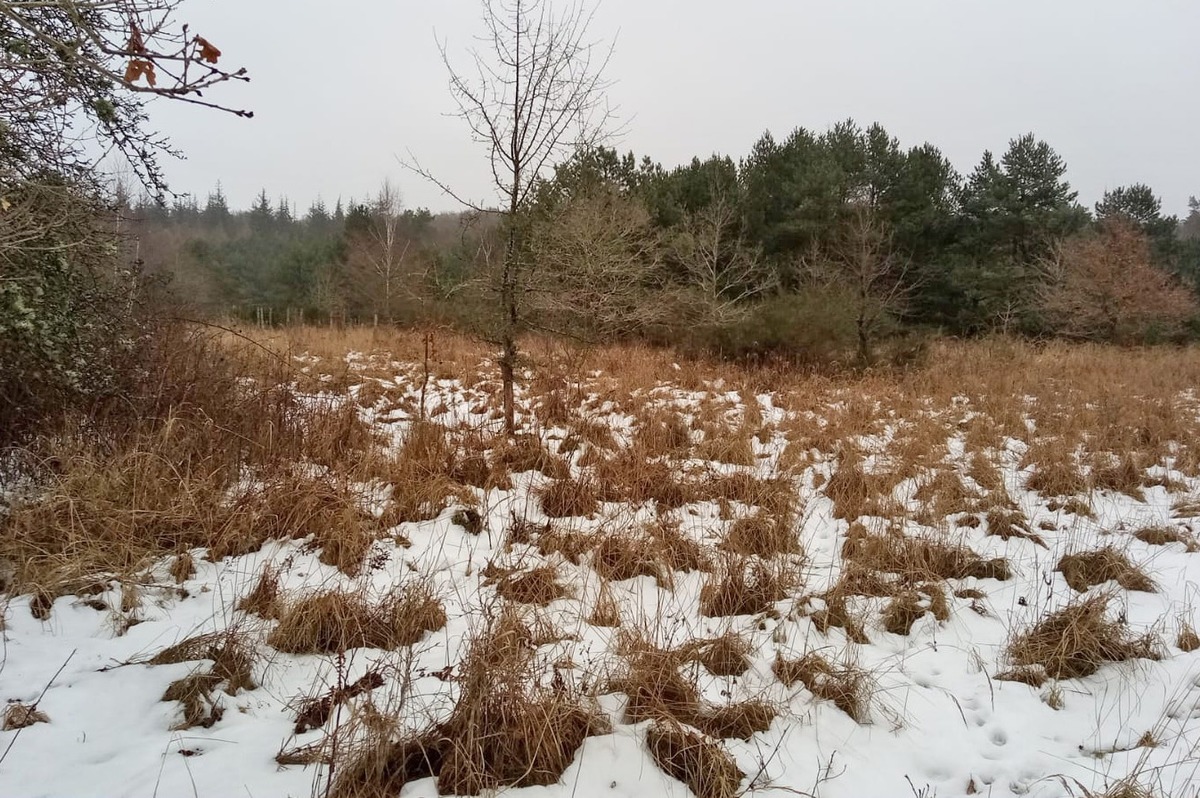 DBU Naturerbe: Ungewohntes Bild entlang der Landstraße in Prora