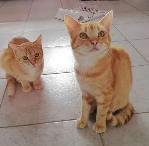 PM - Tierheimtiere des Monats - Kater Max und Moritz aus dem Tierheim Grolsheim