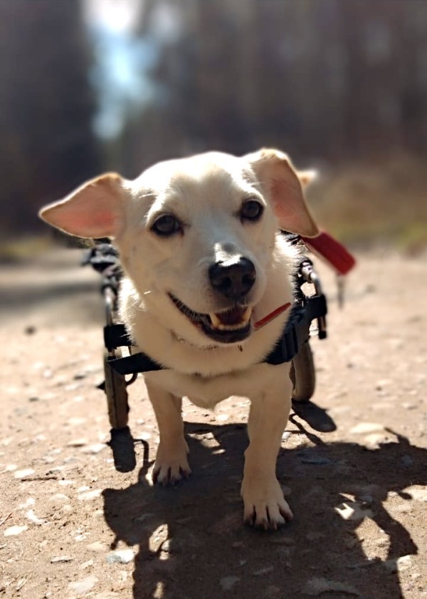 PM - Tierheimtier des Monats Oktober - Rolli-Hund Tofie aus Schwaan