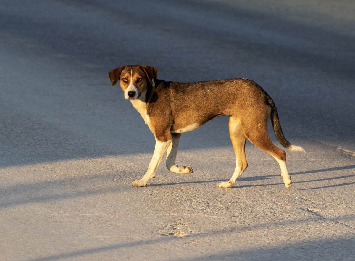 Streunerhunde zählen zu den dringendsten Tierschutz-Problemen Europas