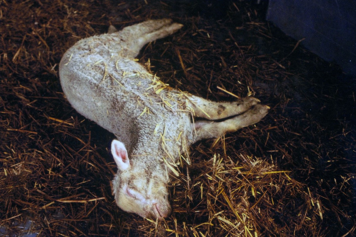 Tierschutzorganisationen beanstanden gravierende Mängel im Tierschutzvollzug