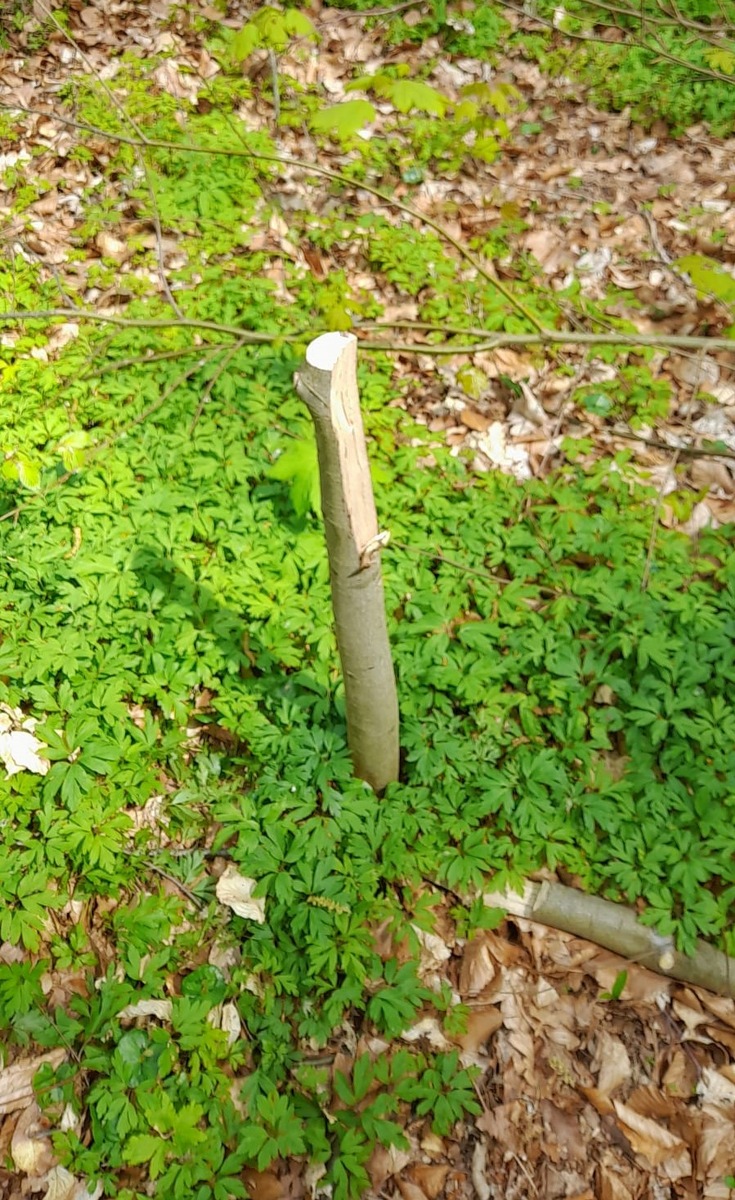 POL-LWL: Jungbäume im Ludwigsluster Schlosspark abgesägt - Polizei bittet um Hinweise