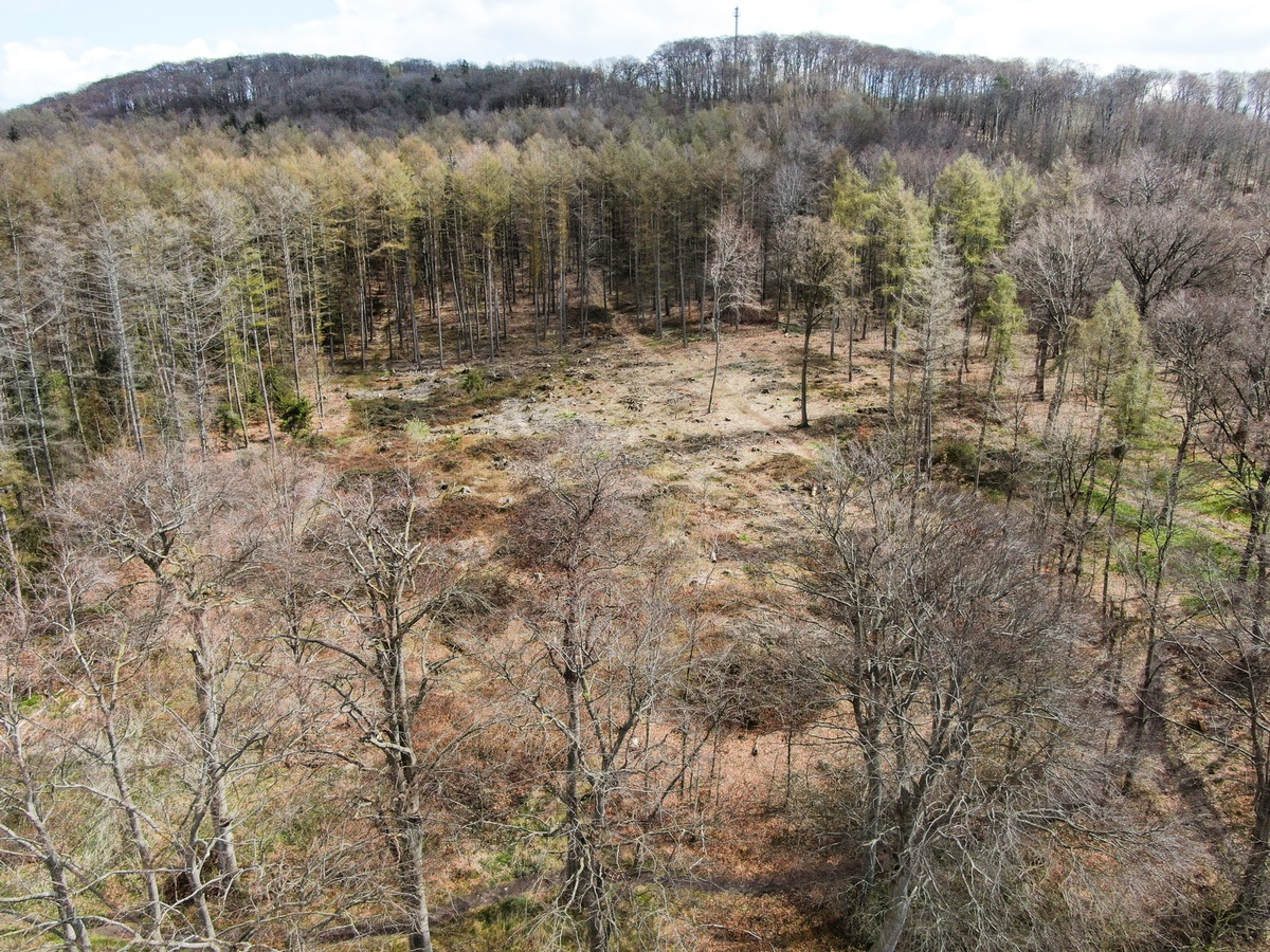 Lavera si impegna a rimboschire le foreste tedesche. Per tutelare il loro futuro