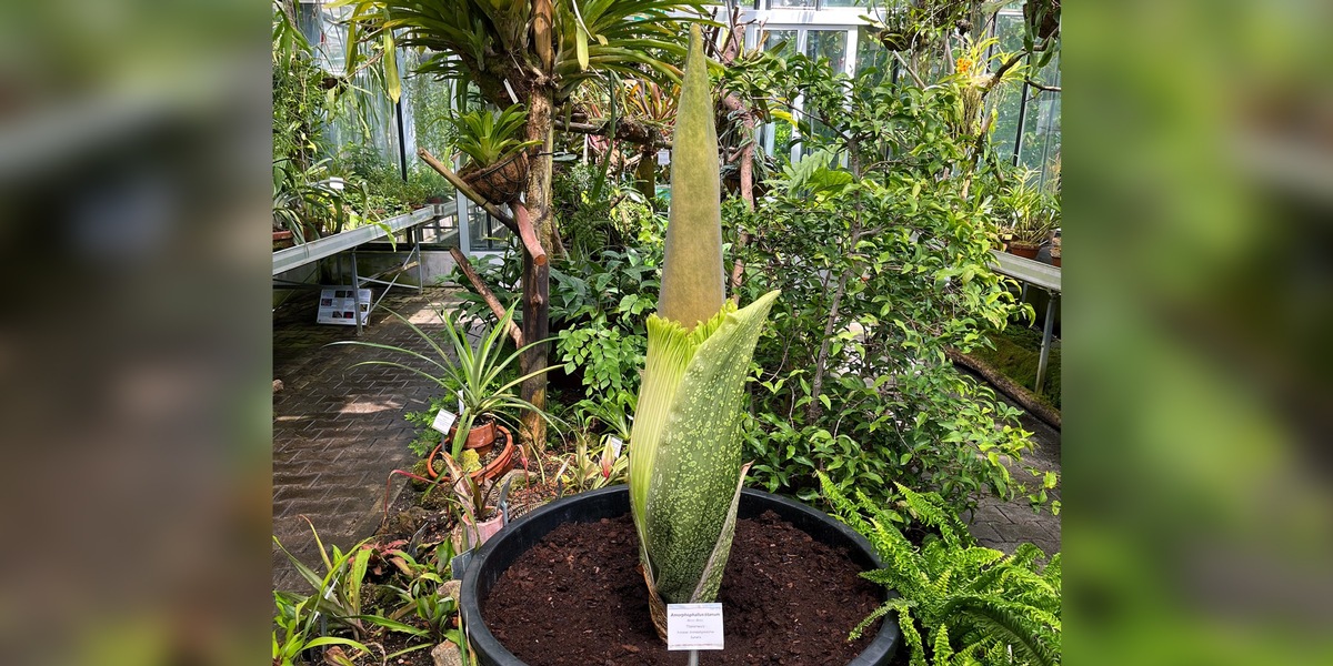 Titanenwurz der Uni Hohenheim wieder kurz vor der Blüte