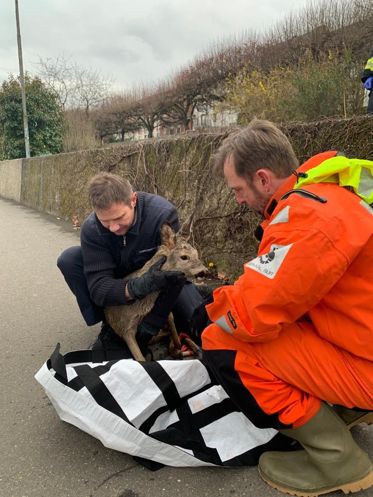 PP-ELT: Tierrettung aus dem Rhein