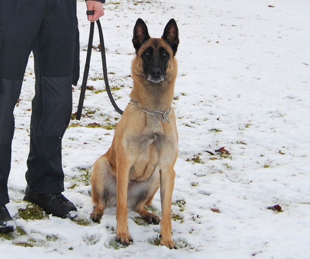 POL-NE: Diensthund Otis bewies gute Spürnase